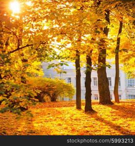 Autumn forest or park with bright yellow trees