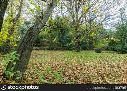 Autumn forest panorama with yellow leaves.