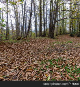 Autumn forest panorama with yellow leaves.