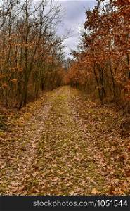 Autumn forest path in the hungarian countryside covered with fallen leaves, on a cloudy day