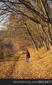 autumn forest path landscape