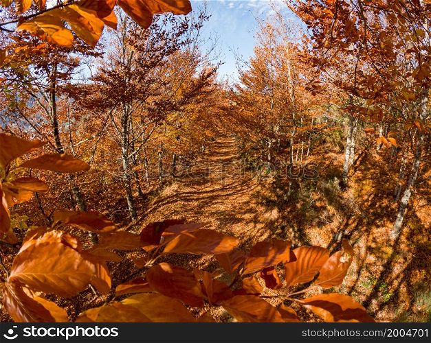 Autumn forest pathway leaves fall in ground landscape on autumnal background in November