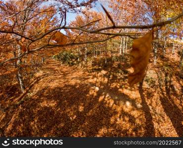 Autumn forest pathway leaves fall in ground landscape on autumnal background in November