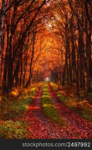Autumn forest road at warm sunny fall morning
