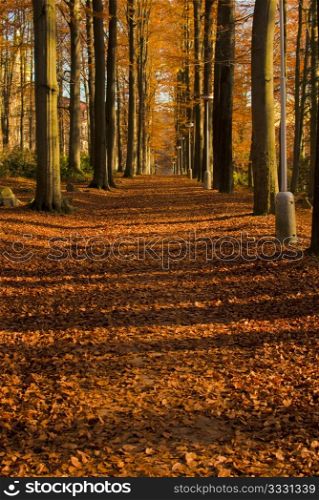 Autumn Forest Road, Marianske Lazne, Czech Republic