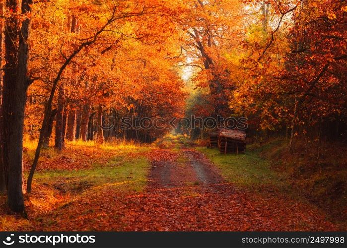 Autumn forest road with logs on side and warm sun shining through golden foliage.