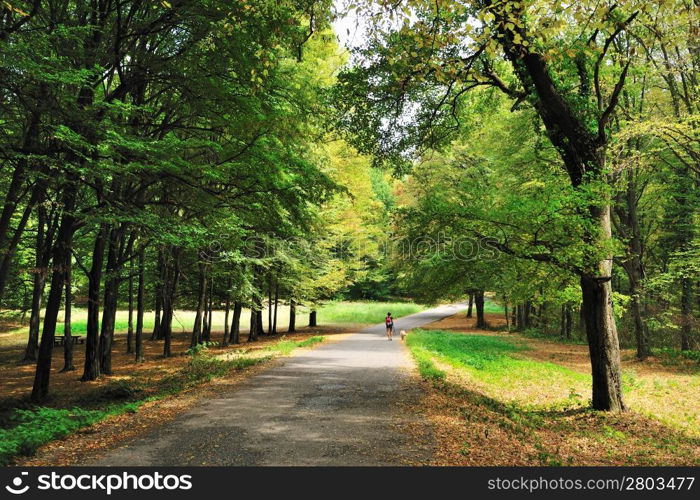 Autumn forest road with woman and dog walking in distance