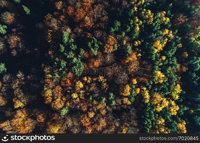 Autumn forest seen from the top view. Seasonal aerial view, nature, golden fall.. Autumn forest seen from the top view.