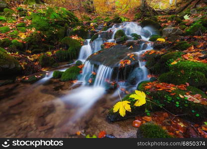 Autumn forest small creek