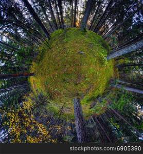 Autumn forest . Small footpath in forest. Early morning. Fysheye planet