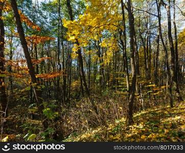 Autumn forest strewn with yellow beech and maple leaves.