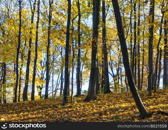 Autumn forest strewn with yellow leaves of maple trees.