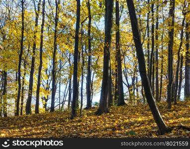 Autumn forest strewn with yellow leaves of maple trees.