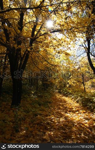 Autumn forest, sunny day