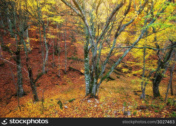 Autumn forest texture. Nature composition.. Autumn forest