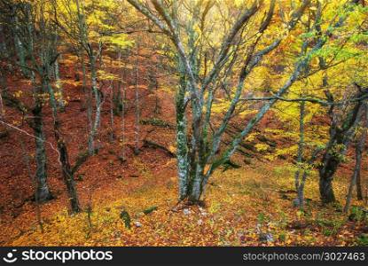 Autumn forest texture. Nature composition.. Autumn forest