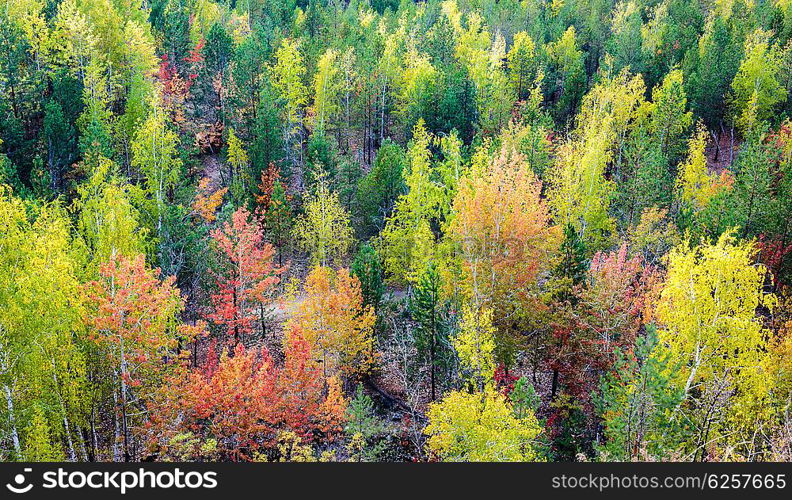 Autumn forest, top view