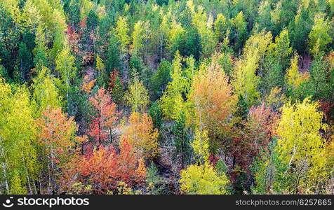 Autumn forest, top view