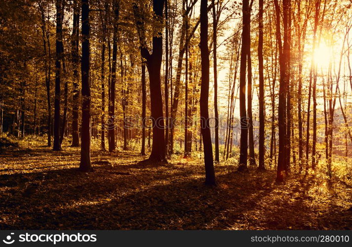 autumn forest trees