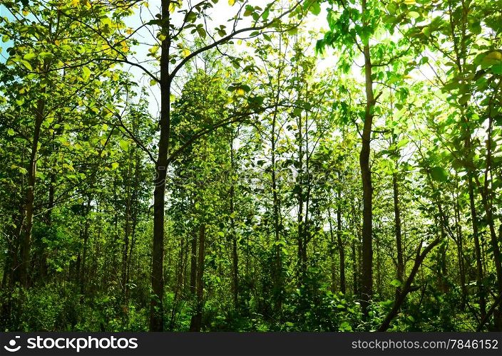 autumn forest trees. nature green wood sunlight backgrounds.