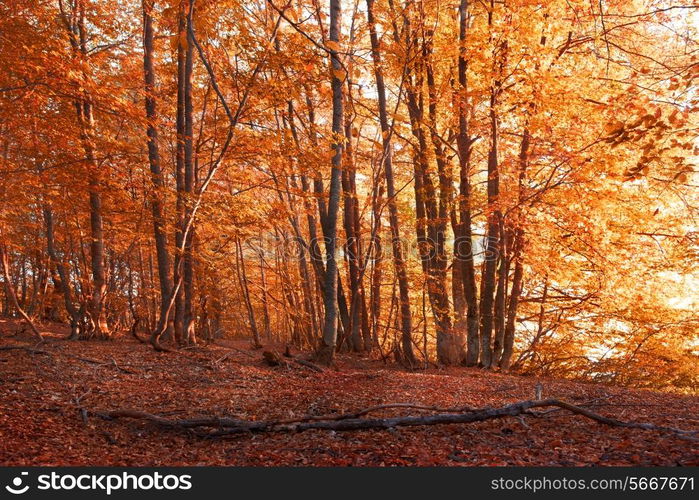 Autumn forest. Trees with red and yellow leaves