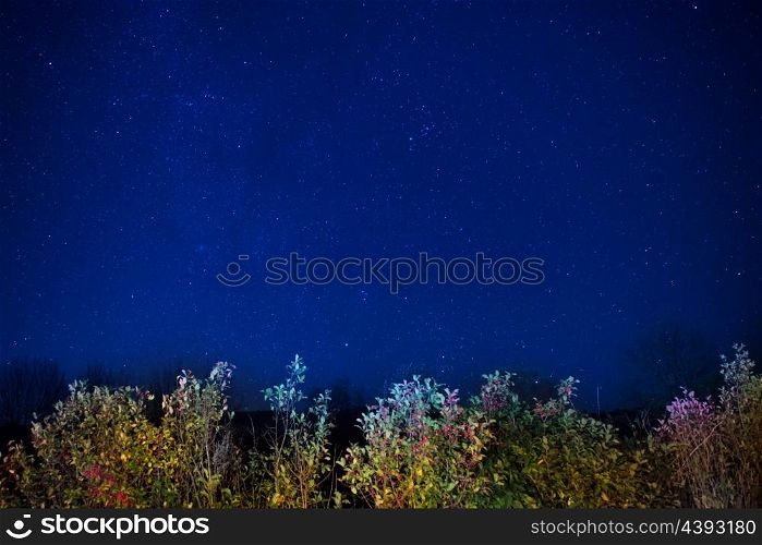 Autumn forest under blue dark night sky with many stars. Space background