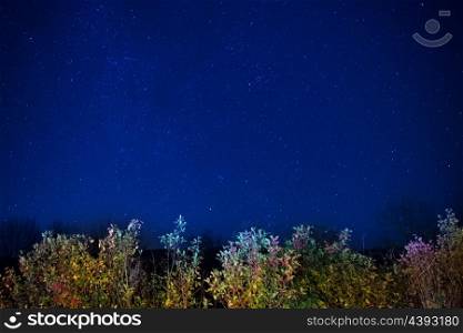 Autumn forest under blue dark night sky with many stars. Space background