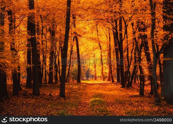 Autumn forest warm sun light shining through branches and glowing golden leaves