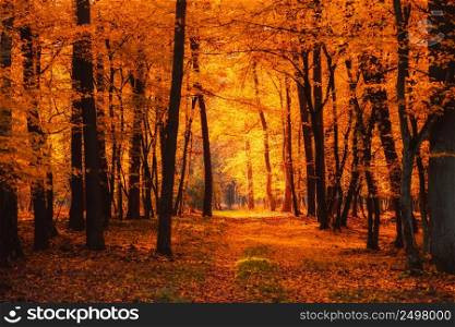 Autumn forest warm sun light shining through branches and glowing golden leaves