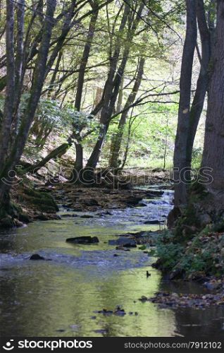 Autumn forest with a romantic creek