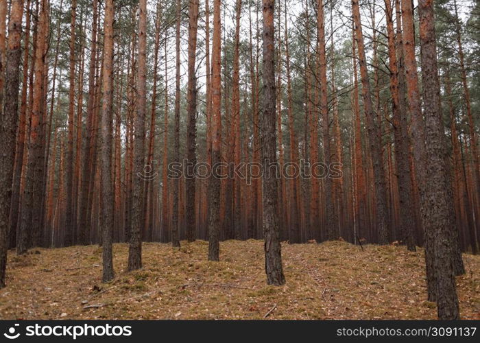 Autumn forest with falling gold, yellow, red leaves on ground landscape on autumnal background.. Autumn forest with falling gold, yellow, red leaves on ground landscape on autumnal background