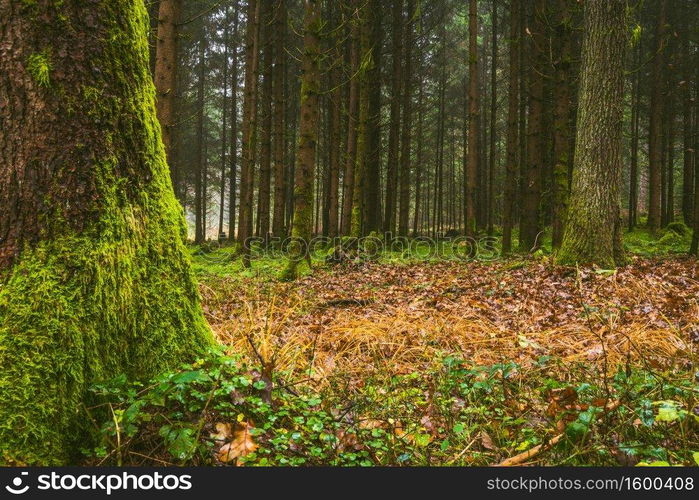 Autumn Forest with floor covered with moss. Misty day in nature. Fall background.. Autumn Forest with floor covered with moss. Misty day in nature