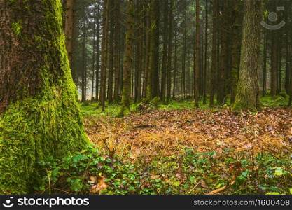 Autumn Forest with floor covered with moss. Misty day in nature. Fall background.. Autumn Forest with floor covered with moss. Misty day in nature