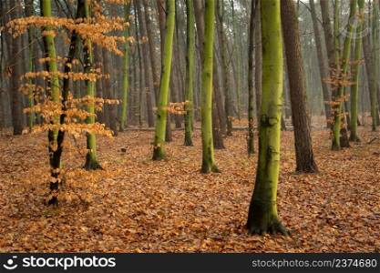 Autumn forest with green tree trunks and fallen leaves, Chelm, Poland