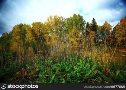 Autumn forest with multicolored foliage in the field