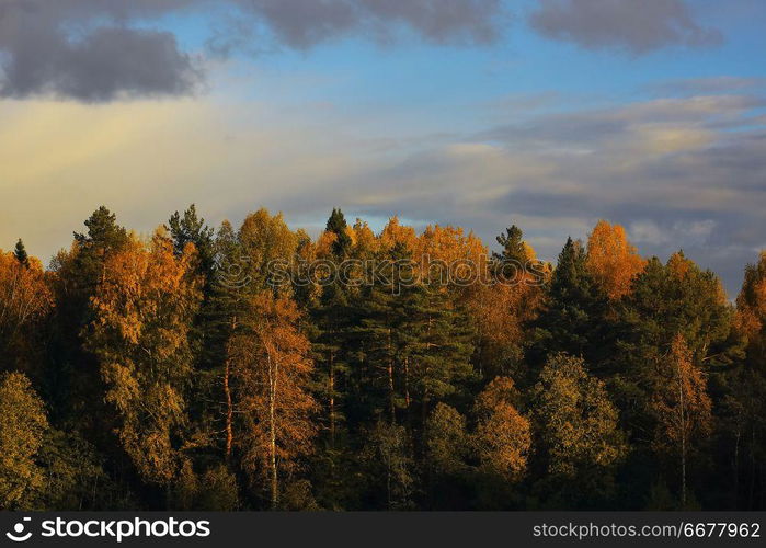 Autumn forest with multicolored foliage in the field