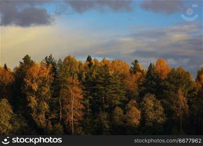Autumn forest with multicolored foliage in the field