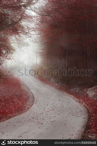 Autumn forest with red leaves crossed by a country road, shrouded by a dense mist, in Fussen, Germany.