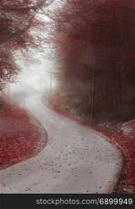 Autumn forest with red leaves crossed by a country road, shrouded by a dense mist, in Fussen, Germany.
