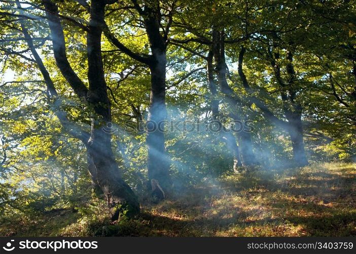 autumn forest with sunbeam through the smoke
