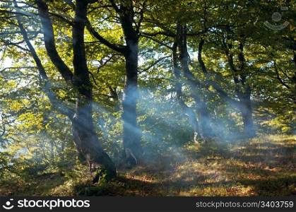 autumn forest with sunbeam through the smoke