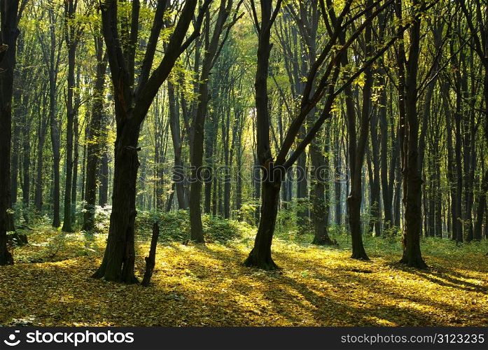 Autumn forest with the cut through rays of a sun