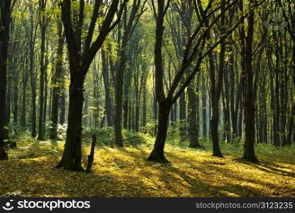 Autumn forest with the cut through rays of a sun
