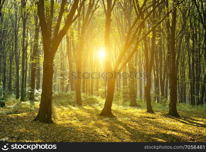 Autumn forest with the cut through rays of a sun