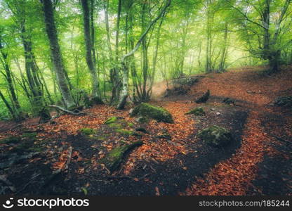 Autumn forest with trail in fog. Dreamy landscape with beautiful enchanted trees with green and red leaves in fall. Amazing scene with mystical foggy forest. Fairy wood. Nature. Colorful colors