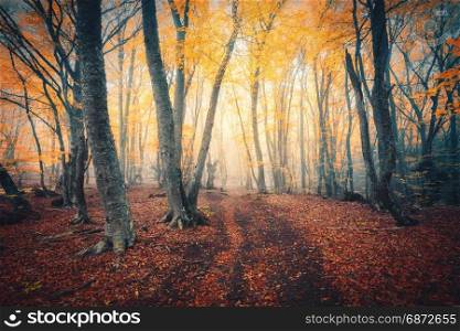 Autumn forest with trail in fog. Fall woods. Enchanted autumn forest in fog in the evening. Old Tree. Landscape with trees, colorful orange and red foliage and fog. Nature. Magical foggy forest. Autumn forest with trail in fog. Fall woods