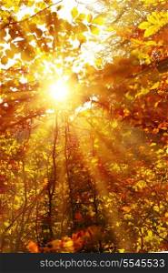 Autumn forest with trees and yellow leaves with bright sun