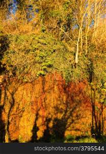 Autumn forest with trees grows on the rock. Green ivy growing climbing up on tree branch outdoor