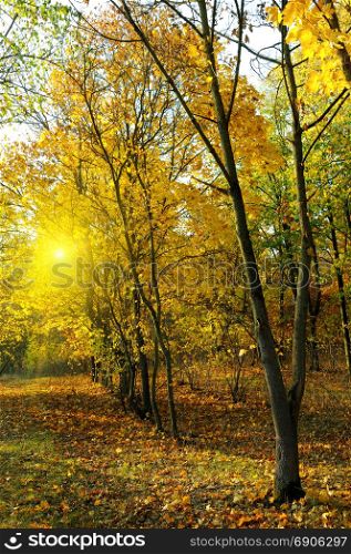 Autumn forest with yellow leaves and sunset.