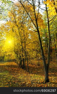 Autumn forest with yellow leaves and sunset.